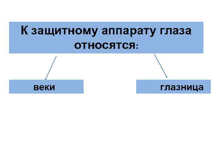 К защитному аппарату глаза относятся: веки глазница К защитному аппарату глаза относятся: веки глазница