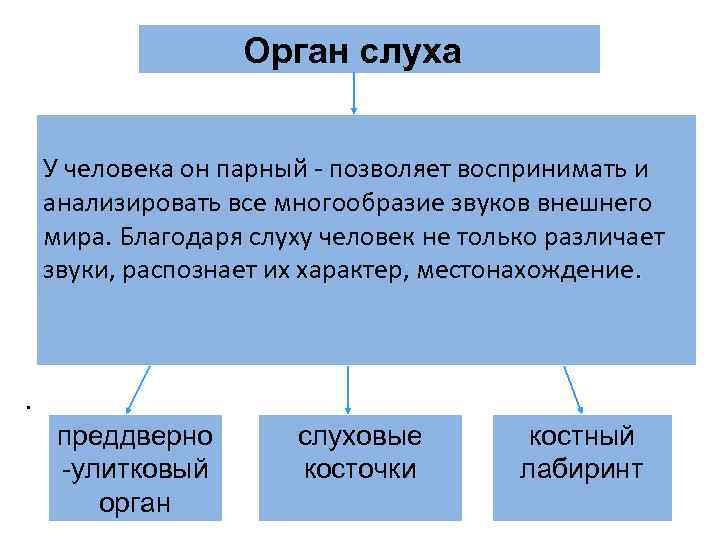 Орган слуха У человека он парный - позволяет воспринимать Орган слуха У человека он парный - позволяет воспринимать