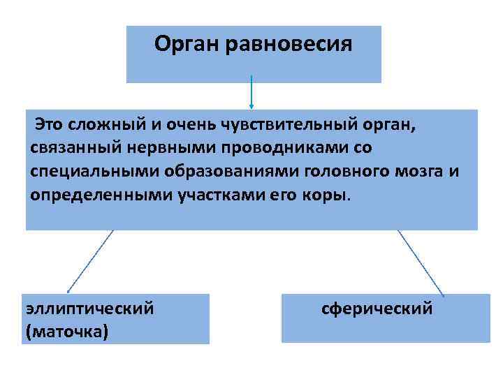 Орган равновесия Это сложный и очень чувствительный орган, связанный Орган равновесия Это сложный и очень чувствительный орган, связанный