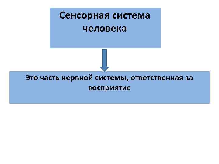 Сенсорная система человека Это часть нервной системы, ответственная за Сенсорная система человека Это часть нервной системы, ответственная за