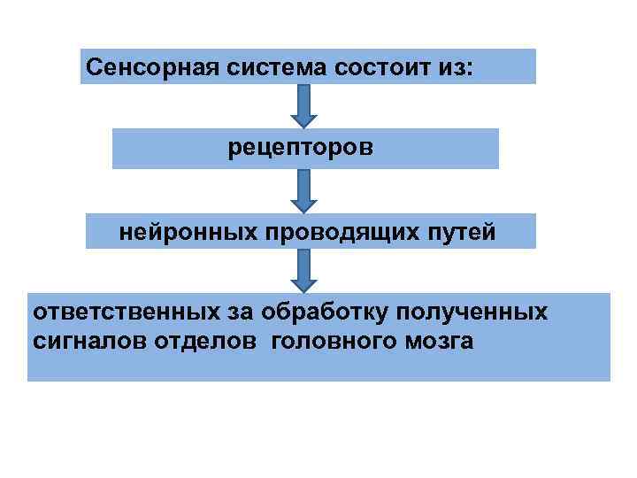 Сенсорная система состоит из: рецепторов нейронных проводящих путей Сенсорная система состоит из: рецепторов нейронных проводящих путей