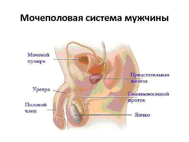 Мочеполовая система мужчины Мочеполовая система мужчины