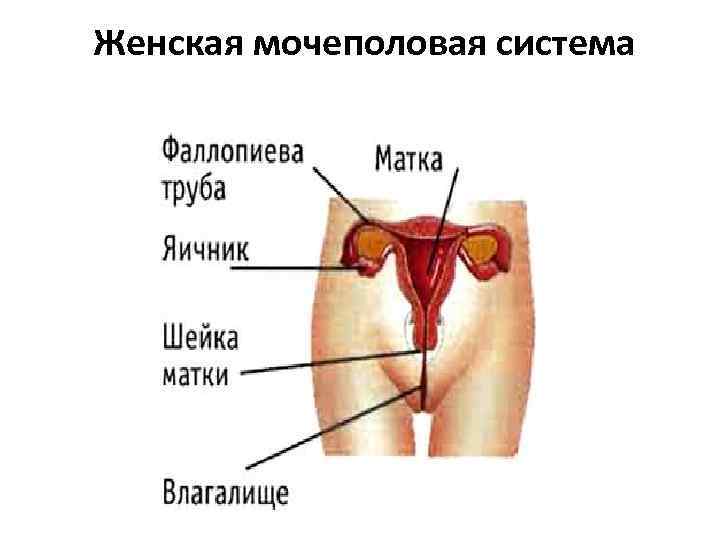 Женская мочеполовая система Женская мочеполовая система