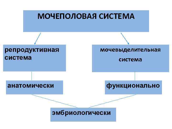 МОЧЕПОЛОВАЯ СИСТЕМА репродуктивная мочевыделительная система МОЧЕПОЛОВАЯ СИСТЕМА репродуктивная мочевыделительная система