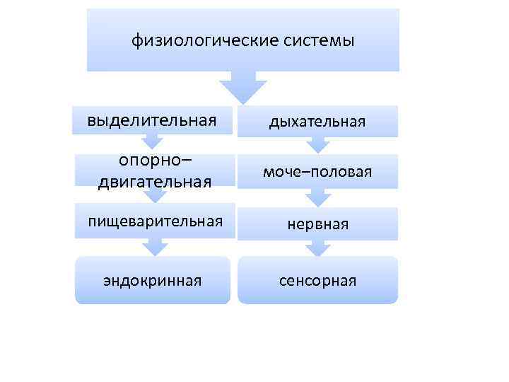 физиологические системы выделительная дыхательная опорно– моче–половая двигательная пищеварительная физиологические системы выделительная дыхательная опорно– моче–половая двигательная пищеварительная