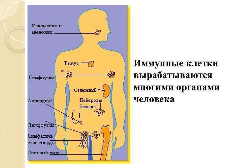 Иммунные клетки вырабатываются многими органами человека 