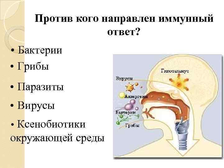   Против кого направлен иммунный   ответ?  Бактерии  Грибы 