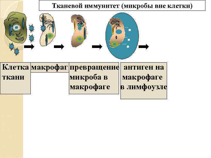   Тканевой иммунитет (микробы вне клетки) Клетка макрофаг превращение антиген на ткани 
