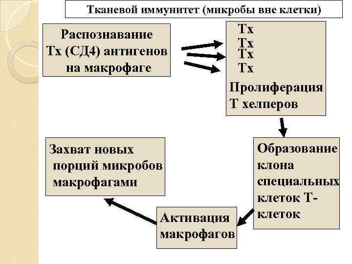  Тканевой иммунитет (микробы вне клетки)  Распознавание   Тх Тх (СД 4)