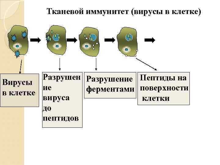    Тканевой иммунитет (вирусы в клетке)   Разрушение Пептиды на Вирусы