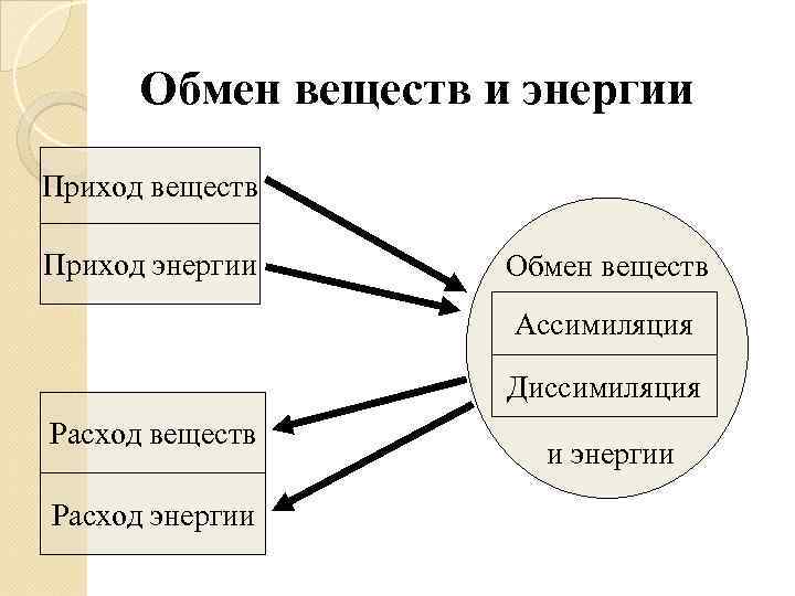  Обмен веществ и энергии Приход веществ Приход энергии  Обмен веществ  