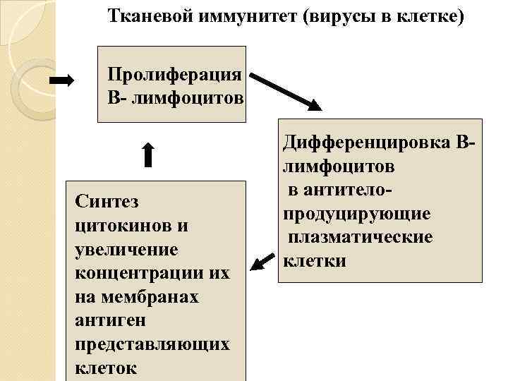   Тканевой иммунитет (вирусы в клетке) Пролиферация  В- лимфоцитов   