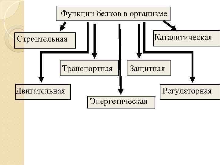 Энергетическая функция белка. Строительная функция белков двигательная. Транспортная и защитная функция белков. Функции белка в организме. Функции белков энергетическая каталитическая двигательная.