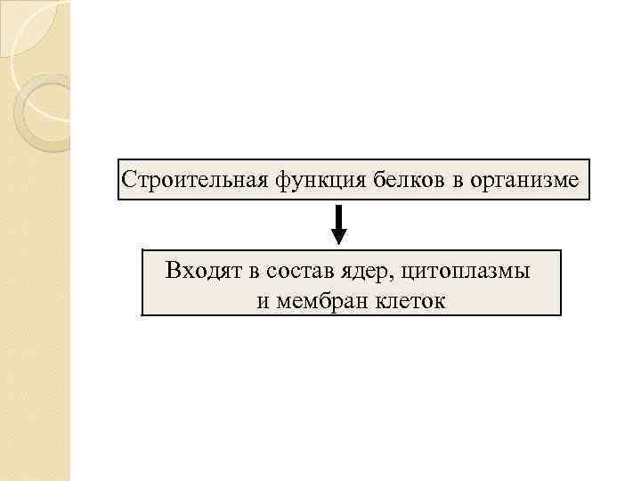 Строительная функция белков в организме  Входят в состав ядер, цитоплазмы  и мембран