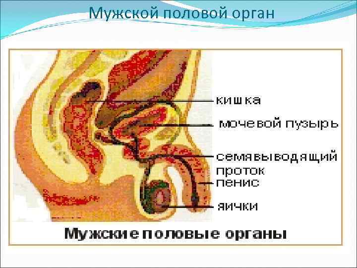 Мужской половой орган   