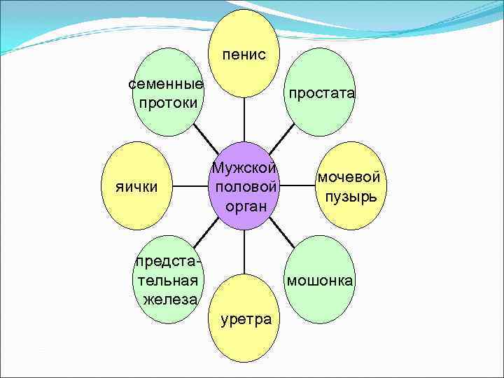    пенис семенные    простата  протоки   Мужской