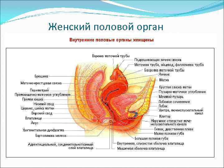 Женский половой орган 