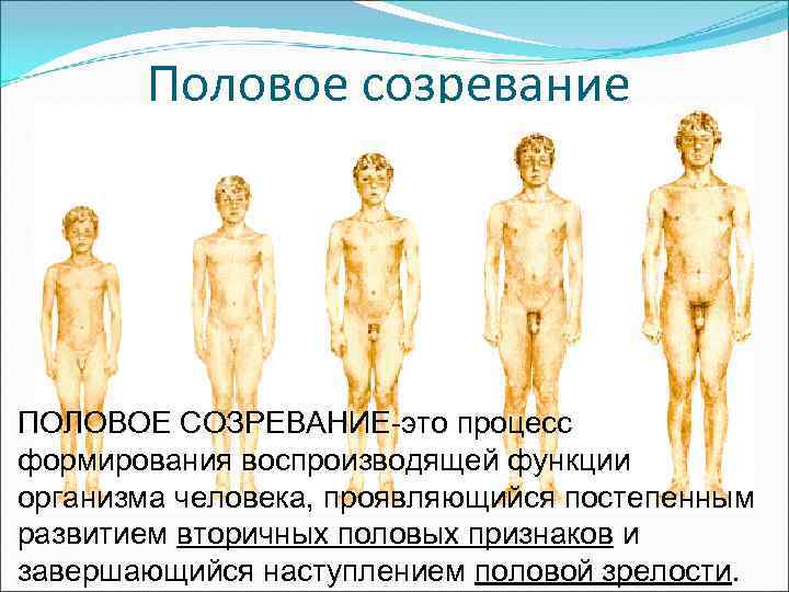   Половое созревание ПОЛОВОЕ СОЗРЕВАНИЕ-это процесс формирования воспроизводящей функции организма человека, проявляющийся постепенным