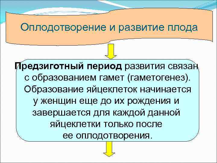  Оплодотворение и развитие плода  Предзиготный период развития связан  с образованием гамет