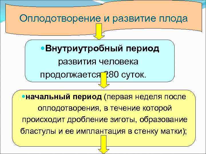 Оплодотворение и развитие плода  Внутриутробный период   развития человека продолжается 280 суток.