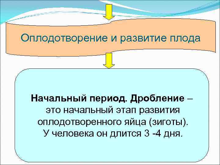Оплодотворение и развитие плода Начальный период. Дробление – это начальный этап развития  оплодотворенного
