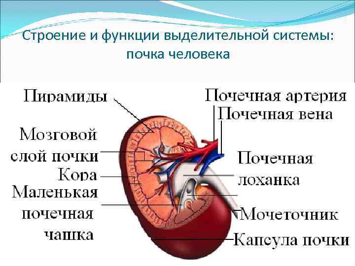 Функции выделительной системы