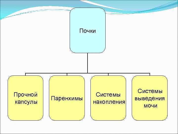    Почки       Системы Прочной  