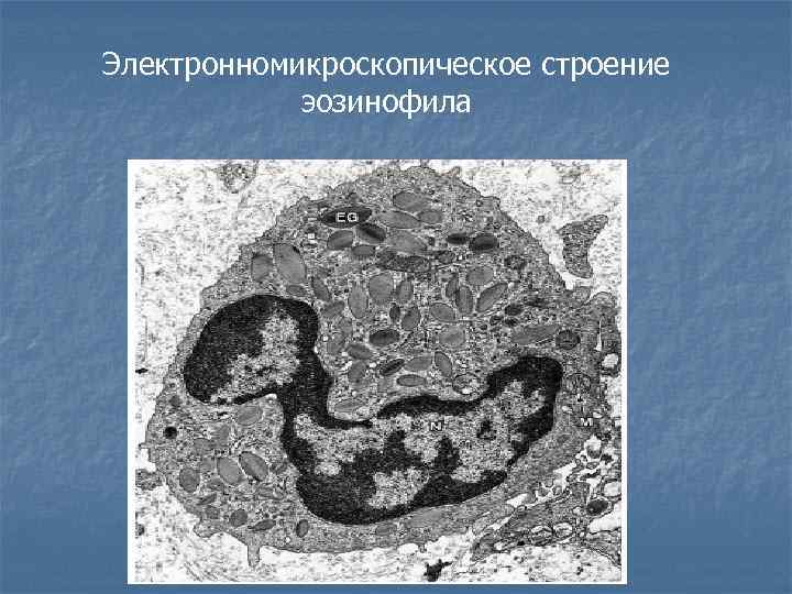 Электронномикроскопическое строение эозинофила 