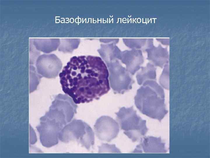 Базофильный лейкоцит 