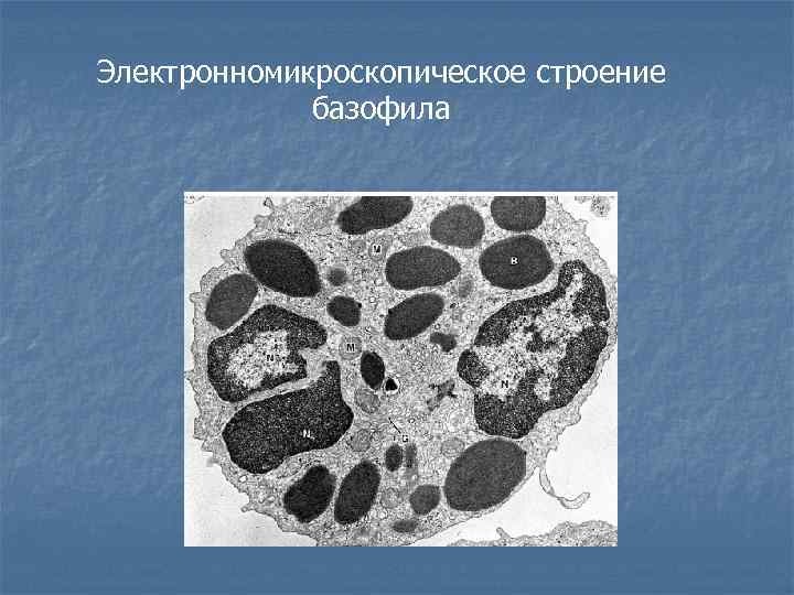 Электронномикроскопическое строение базофила 