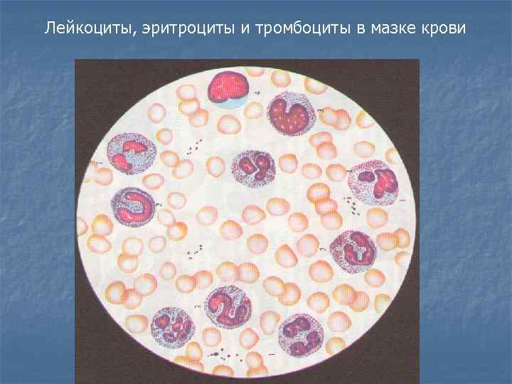 Лейкоциты, эритроциты и тромбоциты в мазке крови 