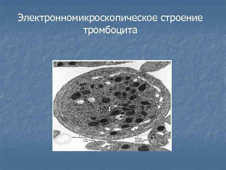 Электронномикроскопическое строение тромбоцита 