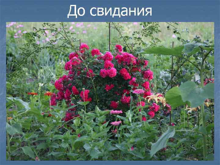 До свидания 