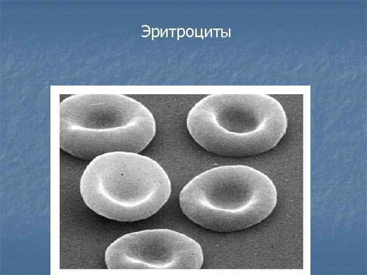 Эритроциты 