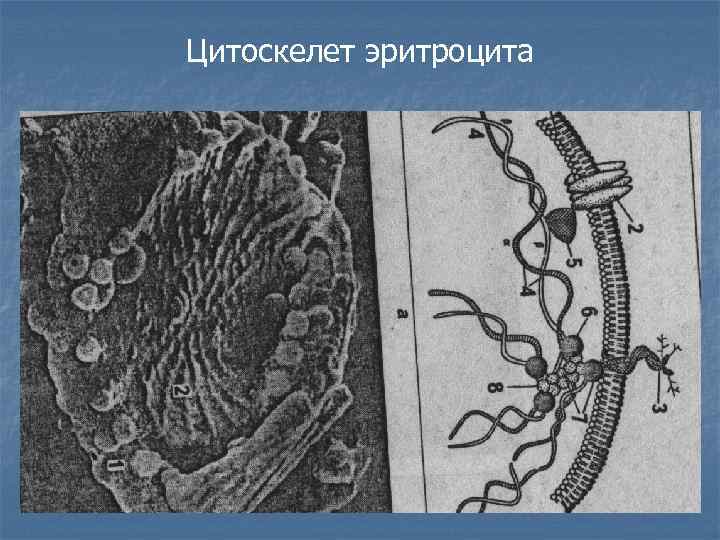 Цитоскелет эритроцита 