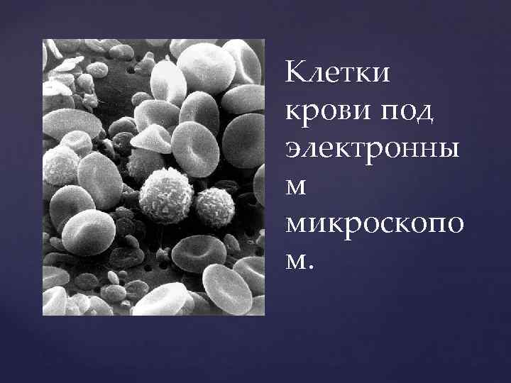 Клетки крови под электронны м микроскопо м. 
