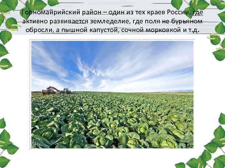 Горномайрийский район – один из тех краев России, где активно развивается земледелие, где поля Горномайрийский район – один из тех краев России, где активно развивается земледелие, где поля