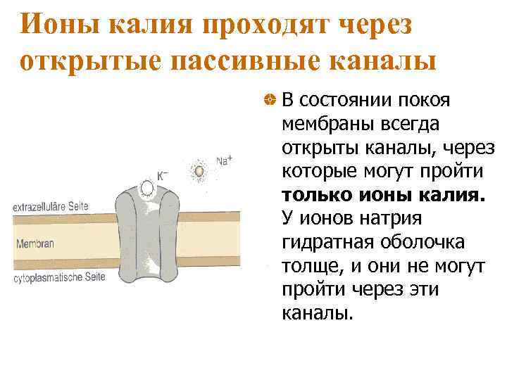 Ионы калия проходят через открытые пассивные каналы    В состоянии покоя 