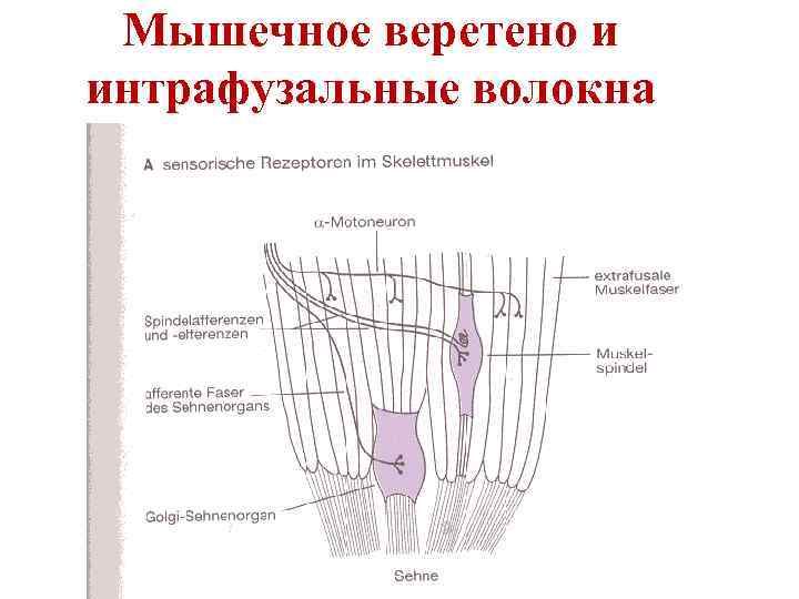  Мышечное веретено и интрафузальные волокна 