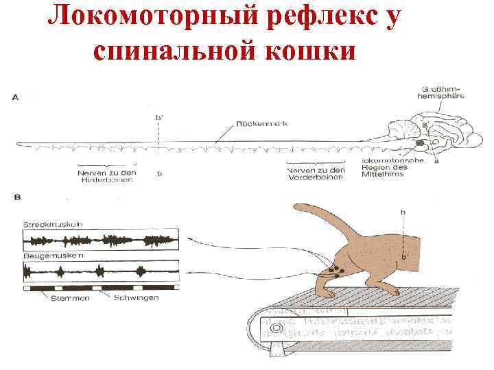 Локомоторный рефлекс у  спинальной кошки 
