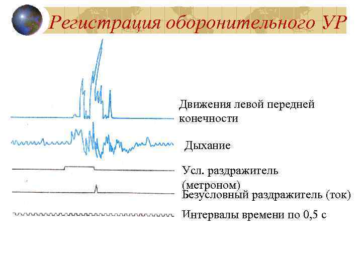 Регистрация оборонительного УР    Движения левой передней   конечности  