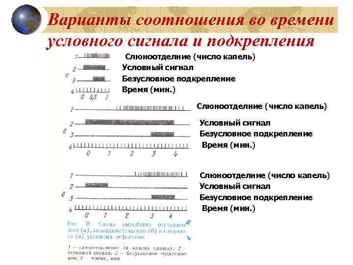 Варианты соотношения во времени условного сигнала и подкрепления   Слюноотделние (число капель) 