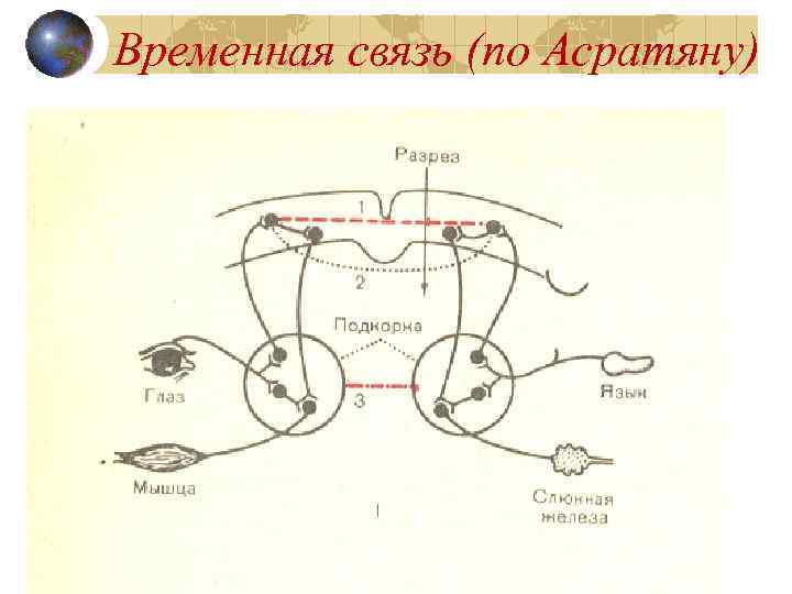 Временная связь (по Асратяну) 