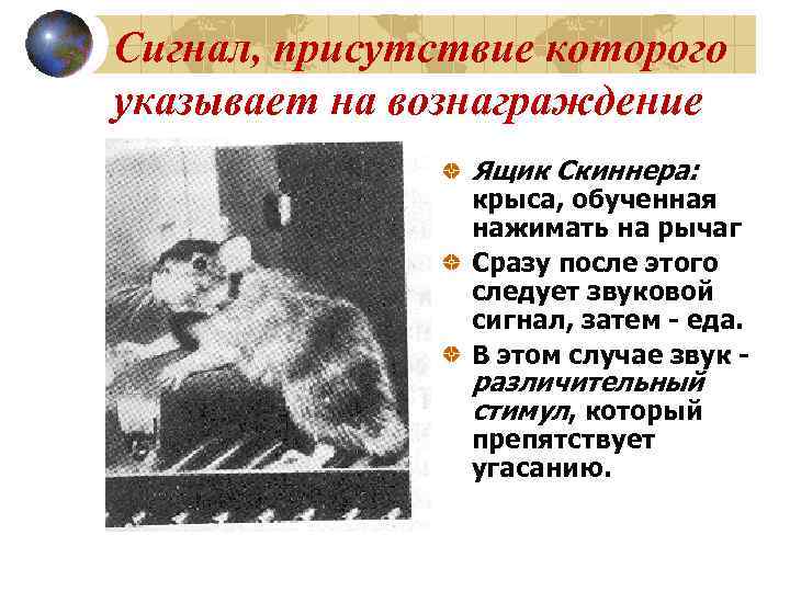 Сигнал, присутствие которого указывает на вознаграждение   Ящик Скиннера:   крыса, обученная