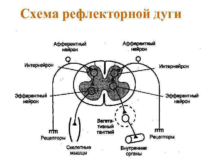 Схема рефлекторной дуги 