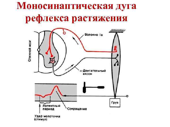 Что такое рефлекс и дуга рефлекса составь и запиши схему дуги простейшего рефлекса