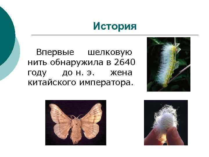    История  Впервые шелковую нить обнаружила в 2640 году до н.