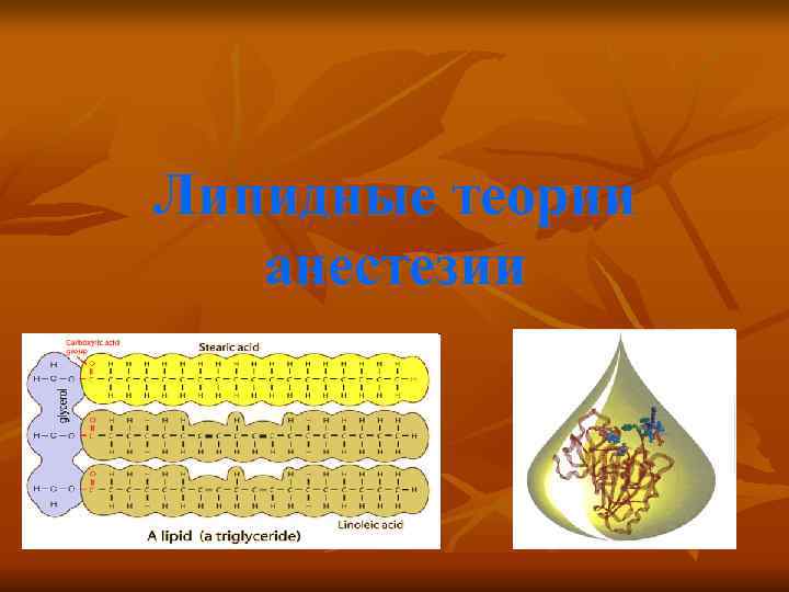 Липидные теории  анестезии 