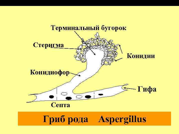  Терминальный бугорок Стеригма     Конидии Конидиофор    