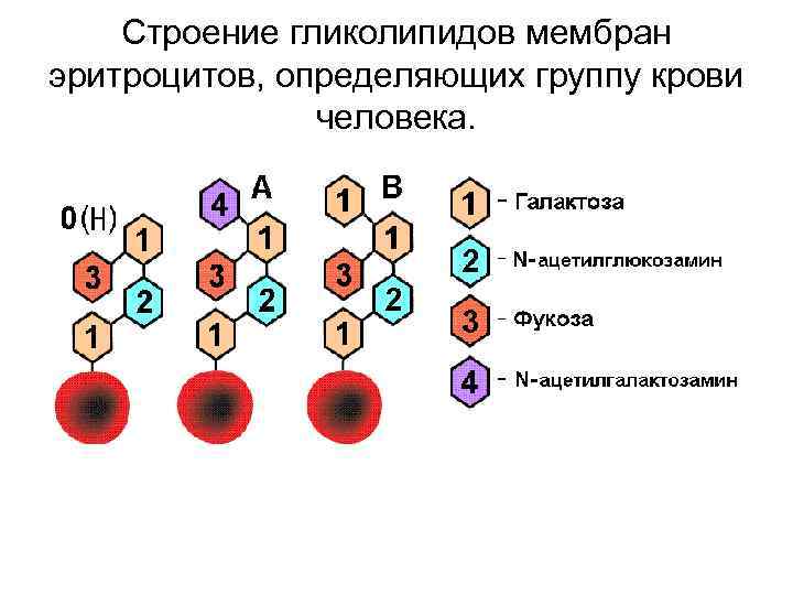 Определить напряженность поля в мембране эритроцита толщиной